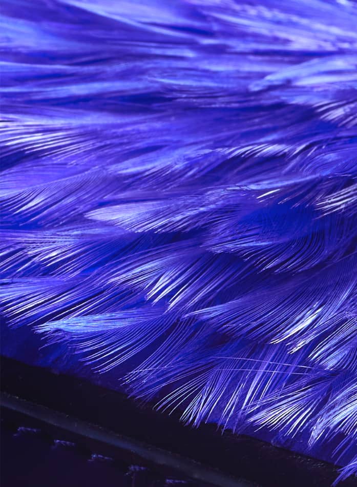 Plumes bleu, art de la plumasserie 